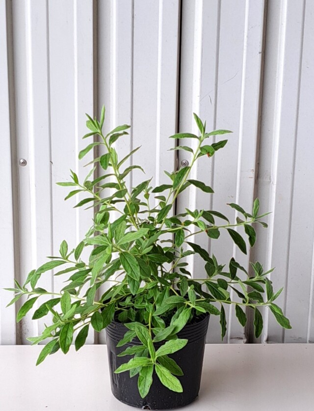 モチツツジ　花車　もちつつじ　ハナグルマ　はなぐるま　植木組合