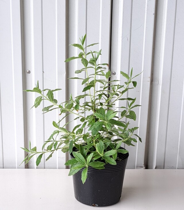 モチツツジ　花車　もちつつじ　ハナグルマ　はなぐるま　植木組合