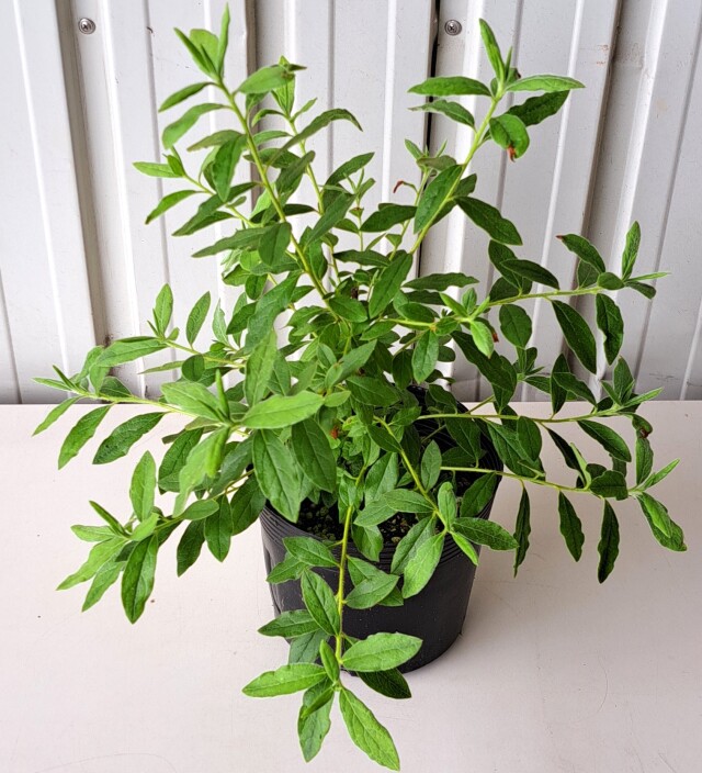 モチツツジ　花車　もちつつじ　ハナグルマ　はなぐるま　植木組合