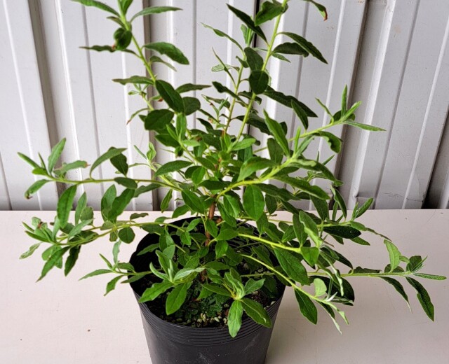 モチツツジ　花車　もちつつじ　ハナグルマ　はなぐるま　植木組合