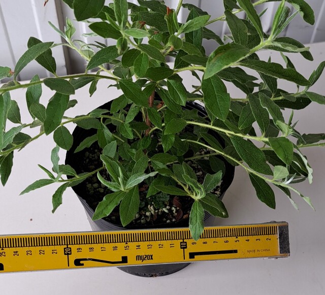 モチツツジ　花車　もちつつじ　ハナグルマ　はなぐるま　植木組合