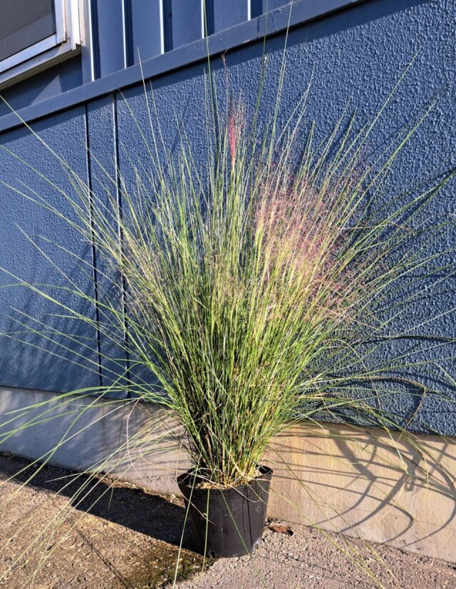 グラス　下草　ミューレンベルギア　植木組合　花　苗