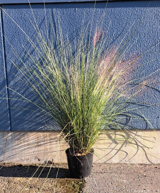 グラス　下草　ミューレンベルギア　植木組合　花　苗