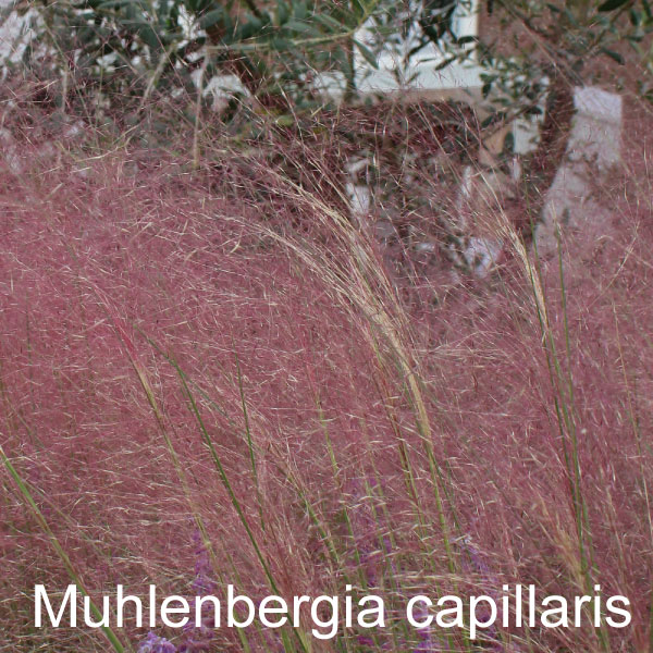 グラス　ミューレンベルギア　カピラリス　赤