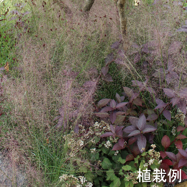 グラス　ミューレンベルギア　カピラリス　赤　ぐらす　みゅーれんべるぎあ　かぴらりす　　葉　植木組合