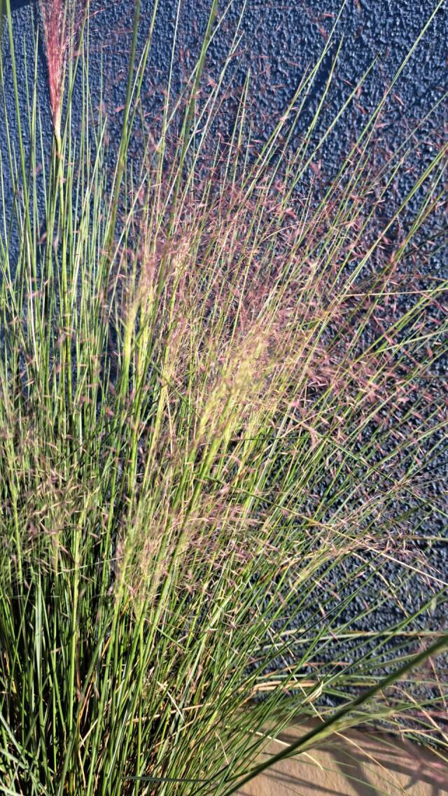 グラス　下草　ミューレンベルギア　植木組合　花　苗