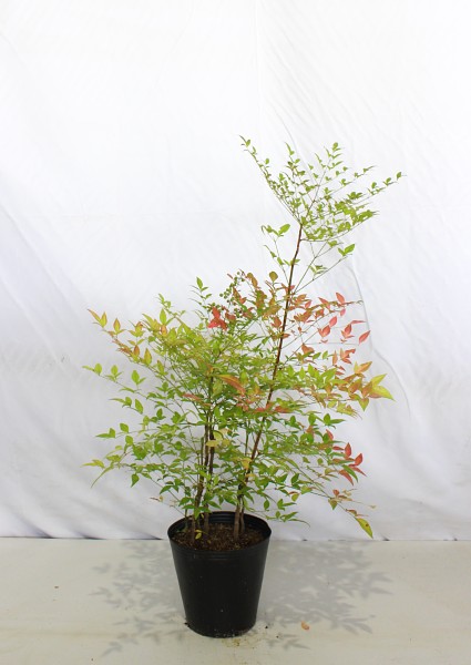 縁起の良い木 植木組合