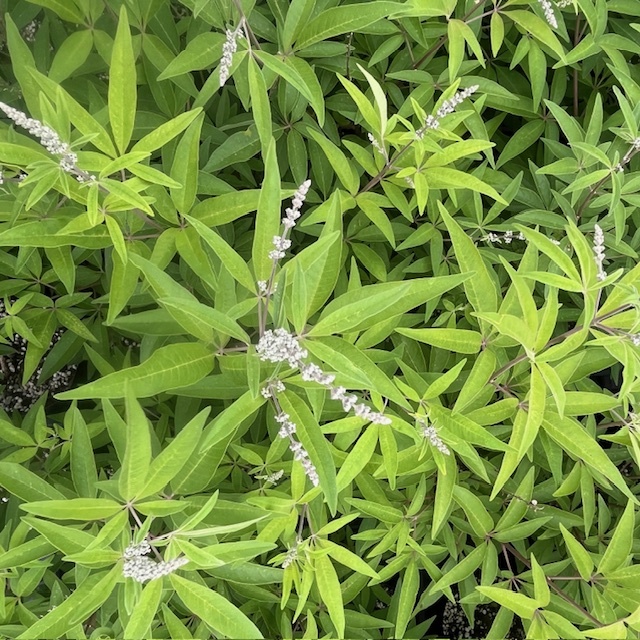 セイヨウニンジンボク（西洋人参木） 紫花 高さ約40cm 人気 植木 庭木