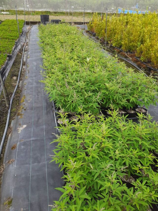 セイヨウニンジンボク（西洋人参木） 紫花 高さ約40cm 人気 植木 庭木