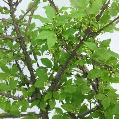 縁起木　ニシキギ240