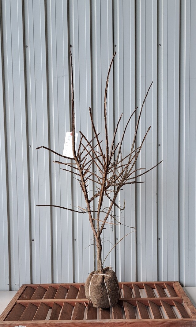 ニシキギ　にしきぎ　植木組合