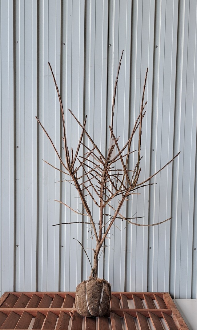 ニシキギ　にしきぎ　植木組合