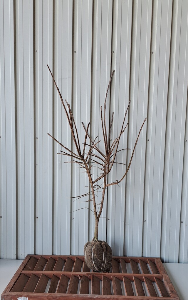 ニシキギ にしきぎ 植木組合