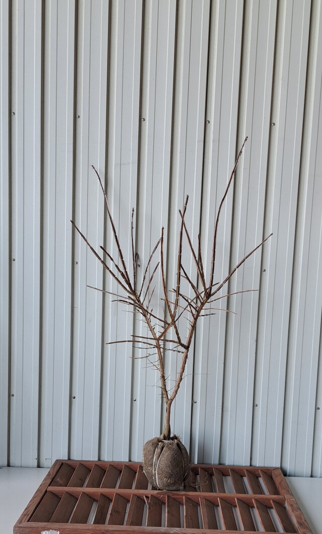 ニシキギ　にしきぎ　植木組合