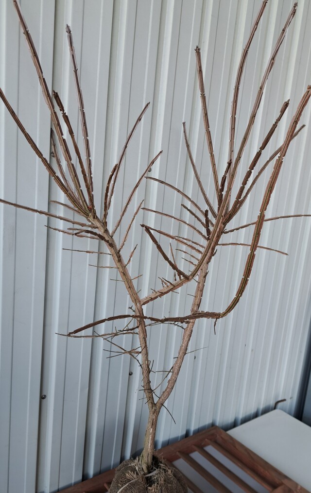 ニシキギ　にしきぎ　植木組合