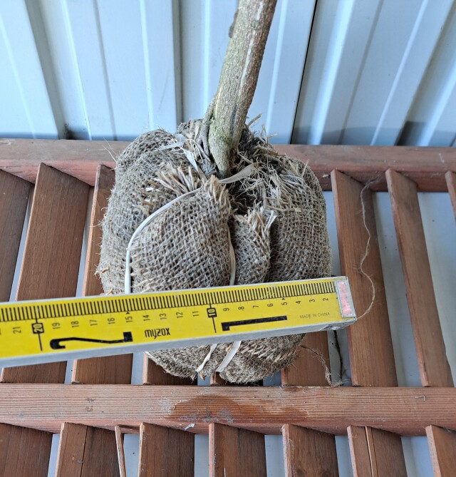 ニシキギ　にしきぎ　植木組合