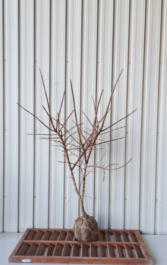 ニシキギ　にしきぎ　植木組合