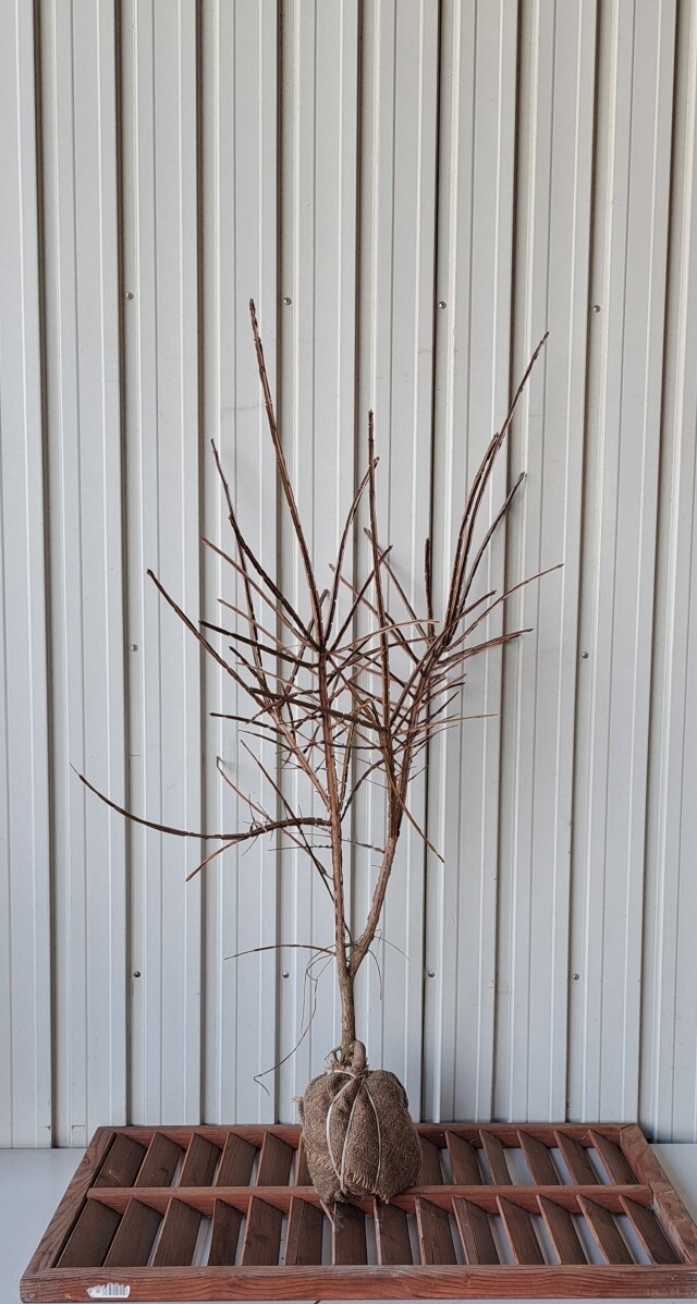 ニシキギ　にしきぎ　植木組合