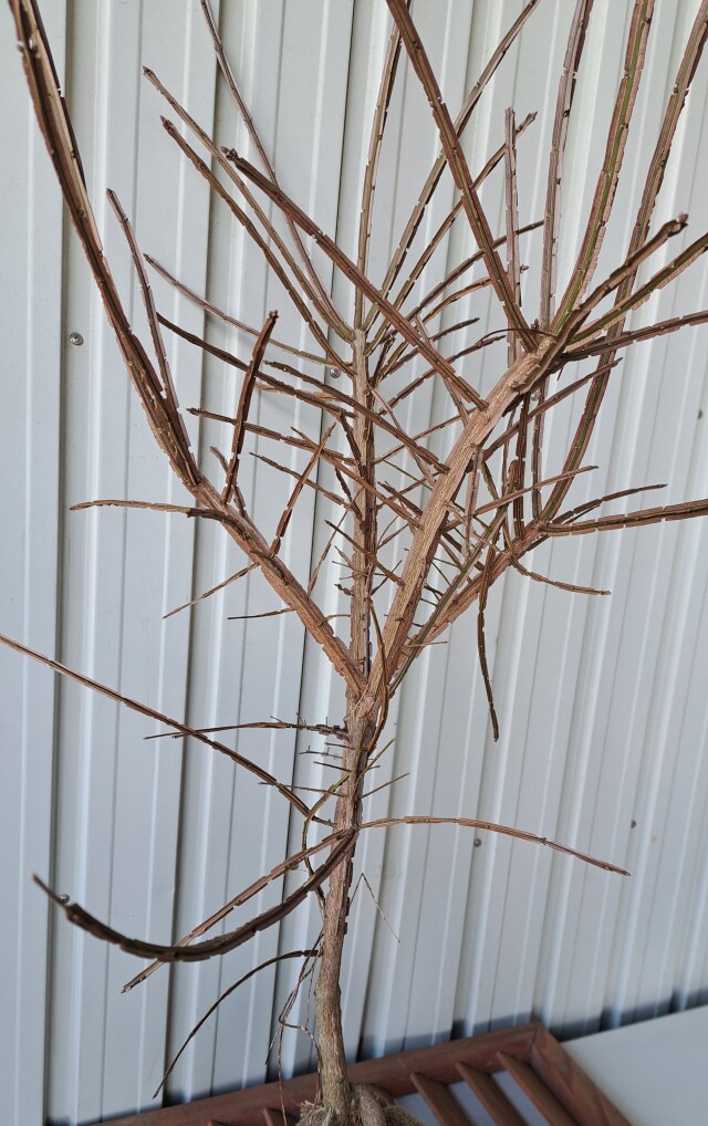 ニシキギ　にしきぎ　植木組合