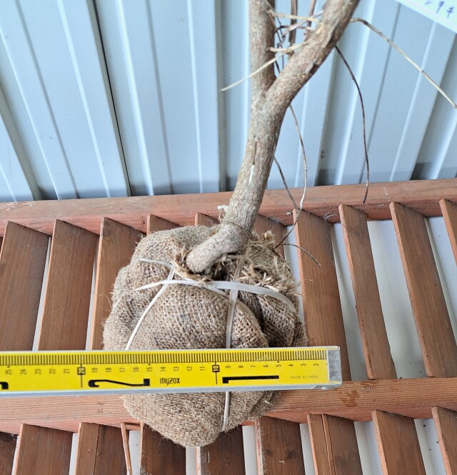 ニシキギ　にしきぎ　植木組合