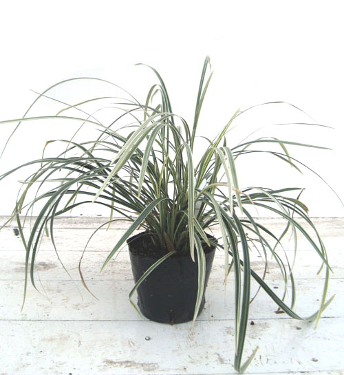 ソテツ　斑入り　白斑系　カキコ１株　葉3枚つき❗　① フイリフッキソウ（冨貴草 斑入り葉） 苗（単品・セット）