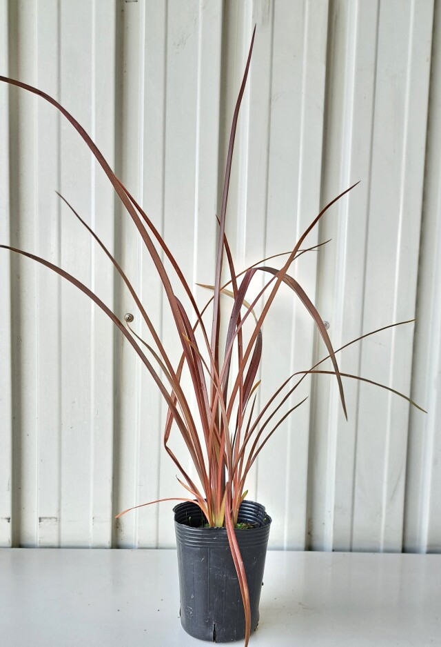 ドライガーデン 植木組合