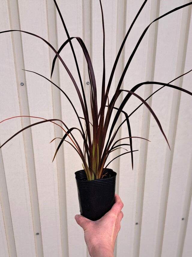 ニューサイラン 紫葉 銅葉