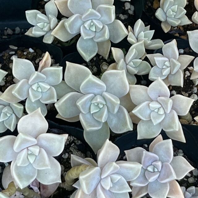 セダム　朧月　せだむ　植木組合　