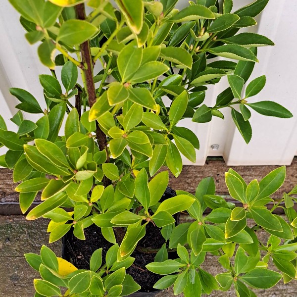 黄金マサキ　80cm　おうごんまさき　葉　オウゴンマサキ　植木組合