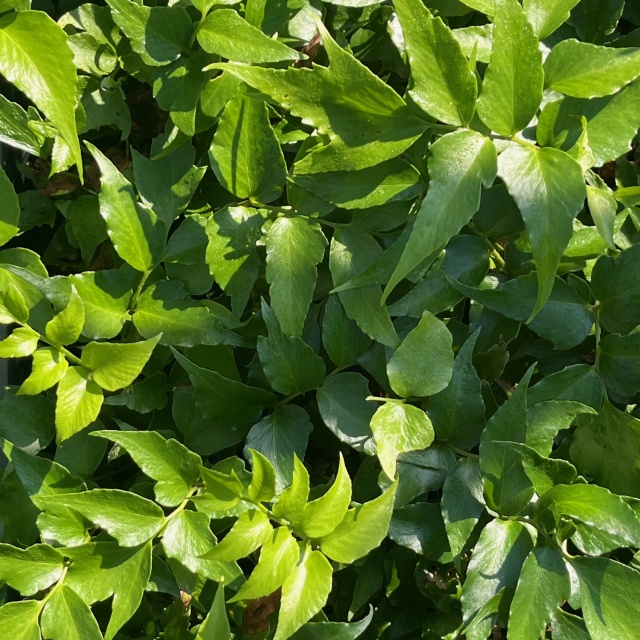 オニヤブソテツ 苗 （シダ） 人気 グランドカバー・下草