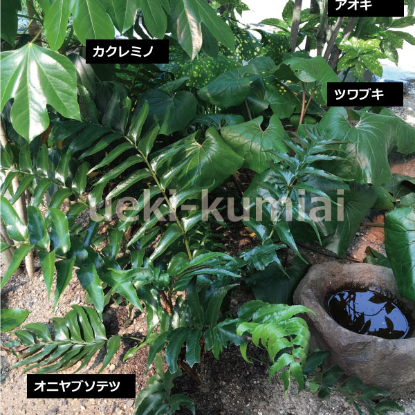 カクレミノ 株立ち