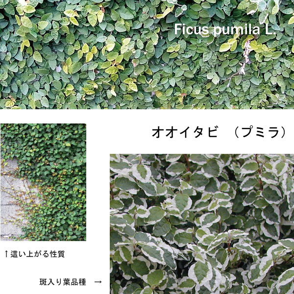 オオイタビ 苗 【30個セット】10.5cmポット入 常緑性 宿根草 壁面緑化 下草 ガーデンプランツ ガーデニング 植木組合より産地直送 植木生産組合直営 プミラ