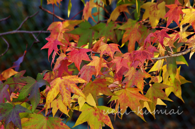 紅葉　落葉樹 約1メートル 大小セット オオモミジ 雑木の庭