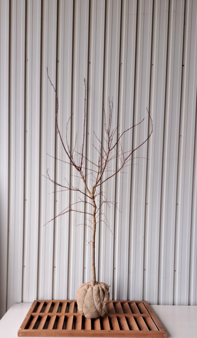 オオモミジ おおもみじ 大紅葉 植木組合