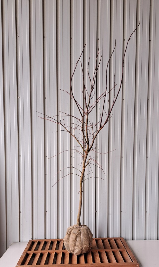 オオモミジ　おおもみじ　大紅葉　植木組合