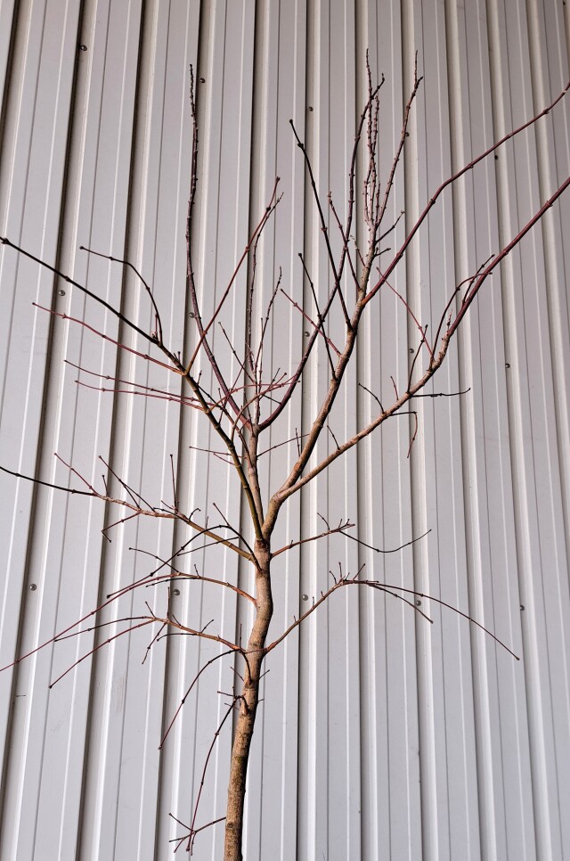 オオモミジ　おおもみじ　大紅葉　植木組合