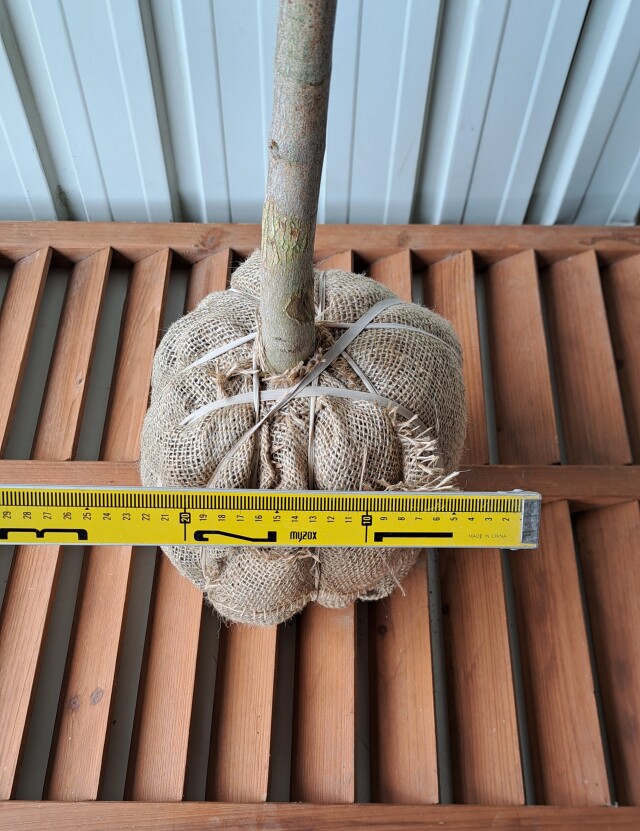 オオモミジ　おおもみじ　大紅葉　植木組合