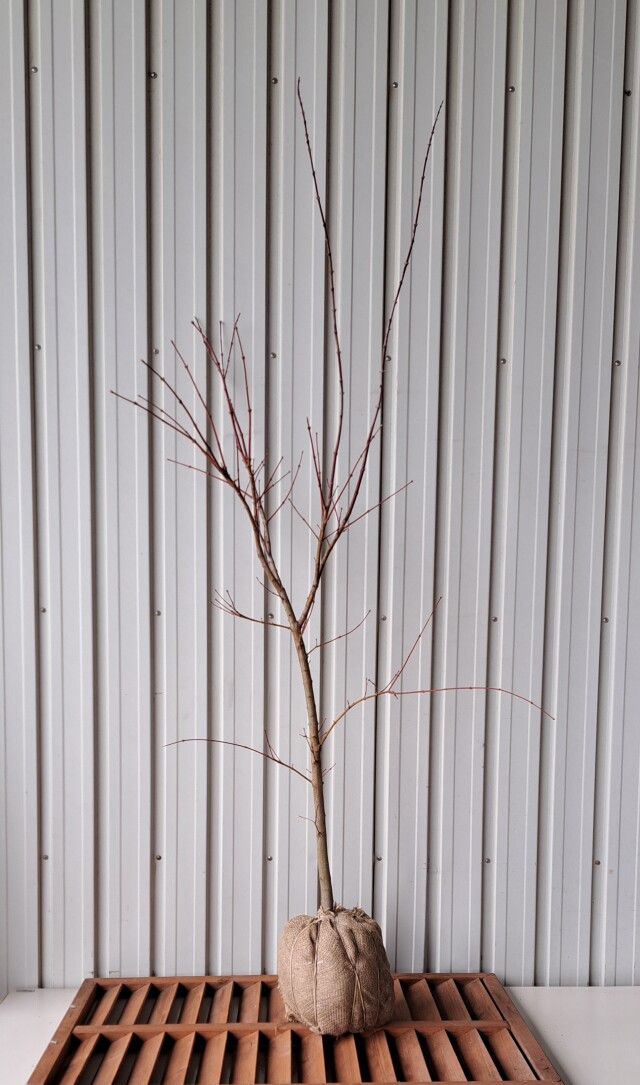 オオモミジ　おおもみじ　大紅葉　植木組合