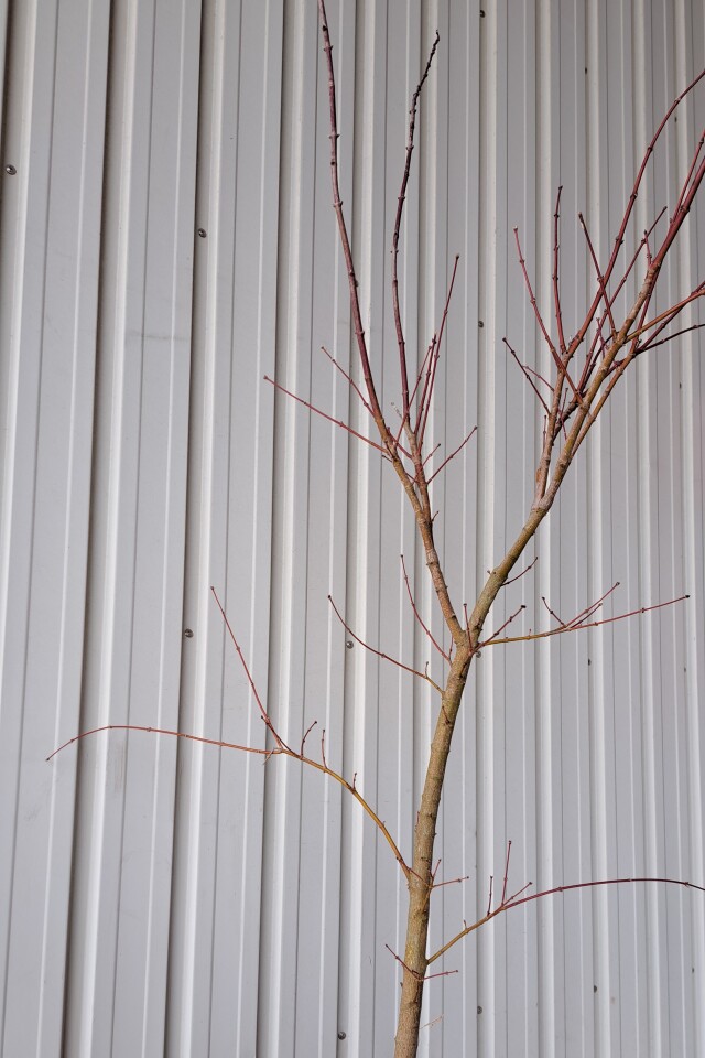 オオモミジ　おおもみじ　大紅葉　植木組合