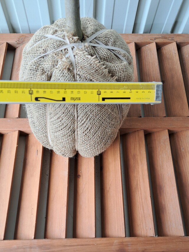 オオモミジ　おおもみじ　大紅葉　植木組合