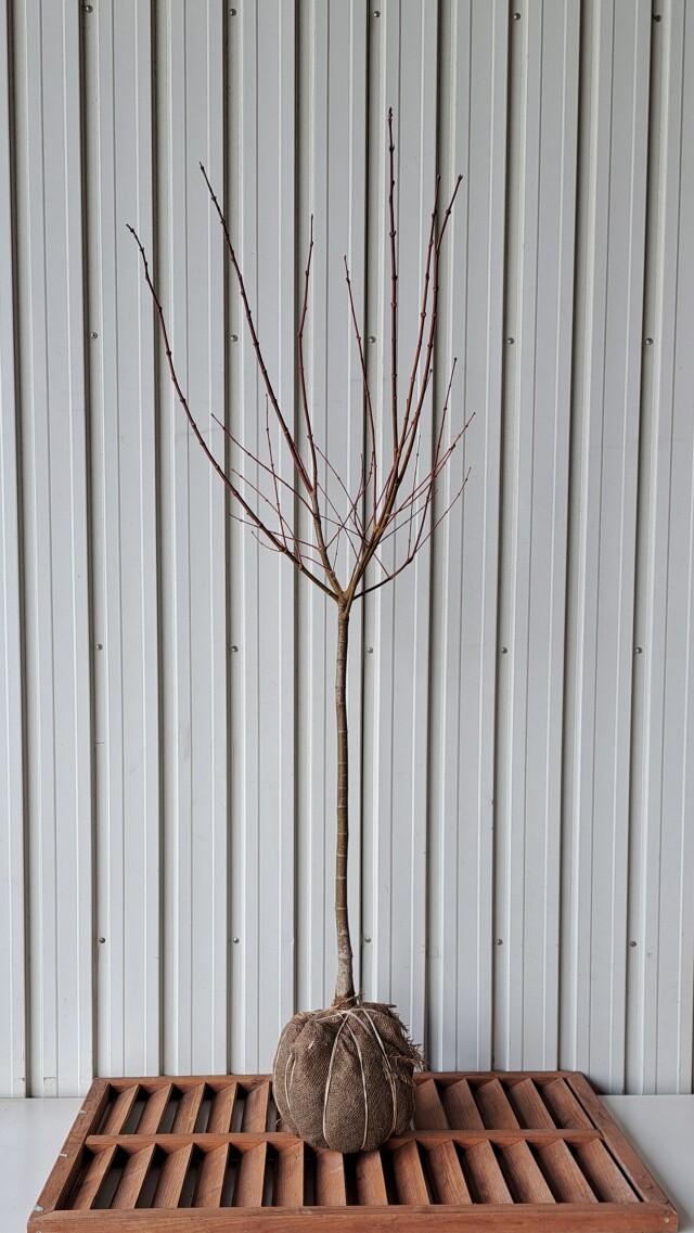 オオモミジ おおもみじ 大紅葉 植木組合