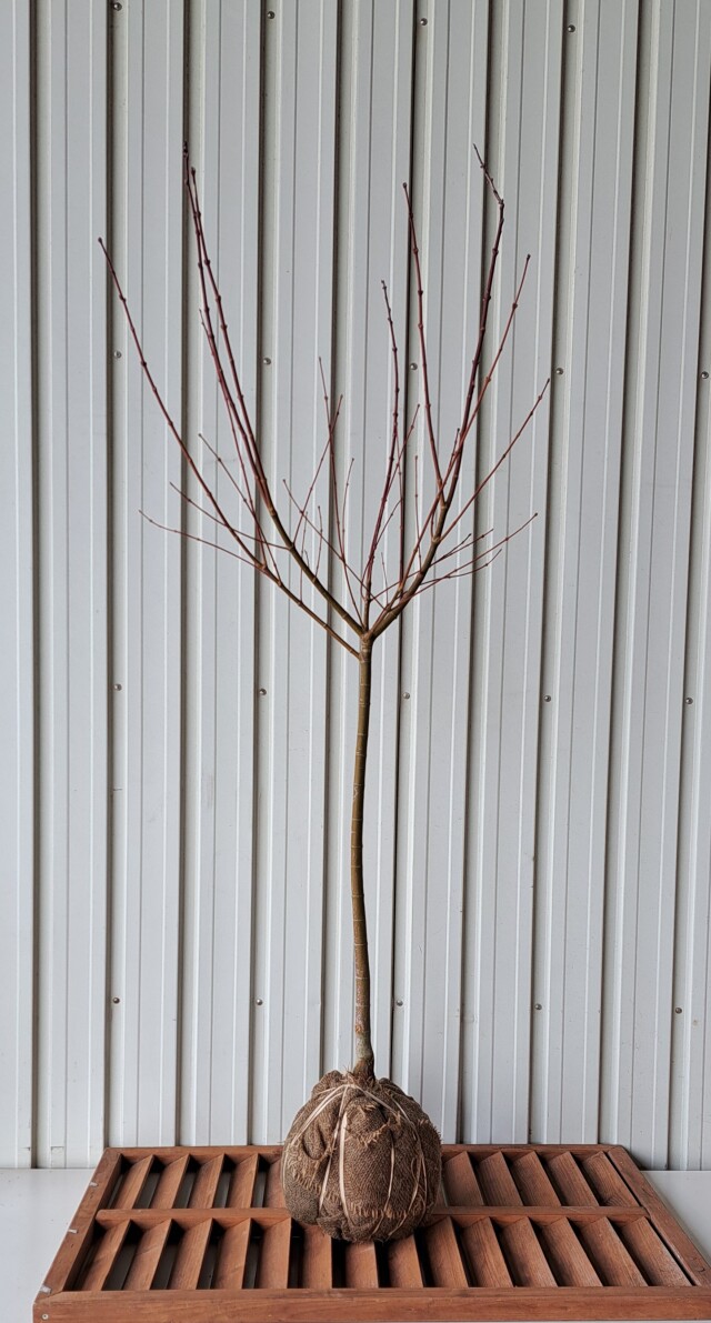 オオモミジ　おおもみじ　大紅葉