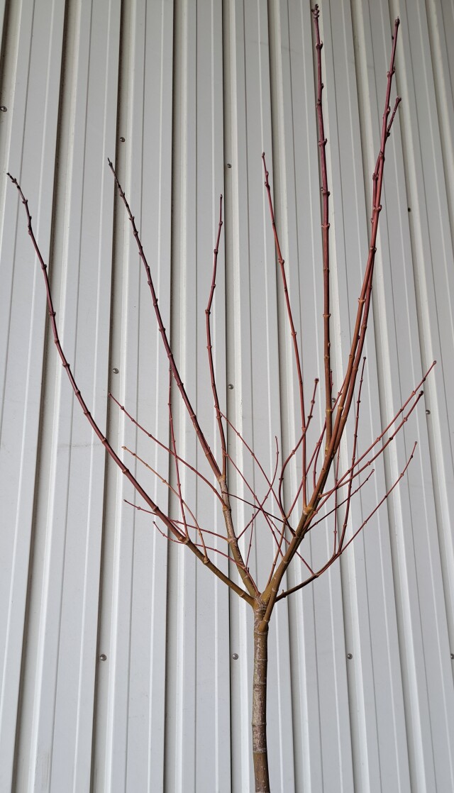 オオモミジ　おおもみじ　大紅葉　植木組合