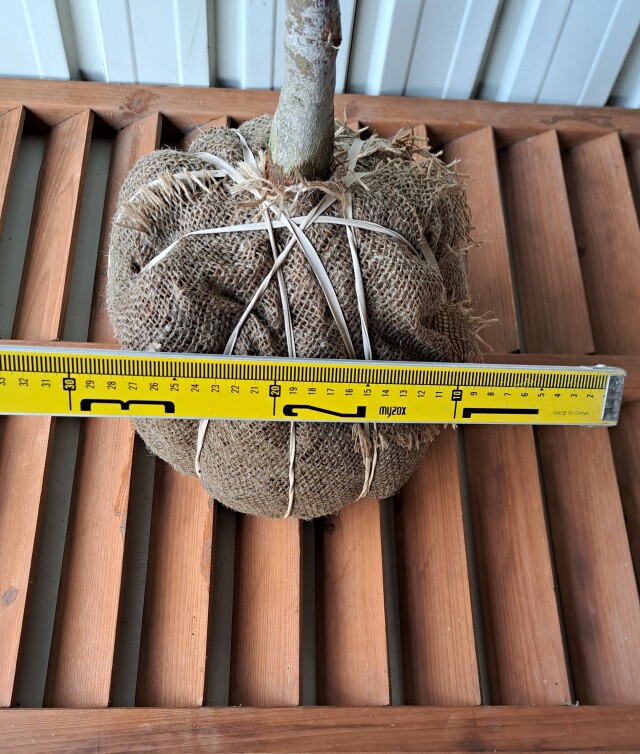 オオモミジ　おおもみじ　大紅葉　植木組合