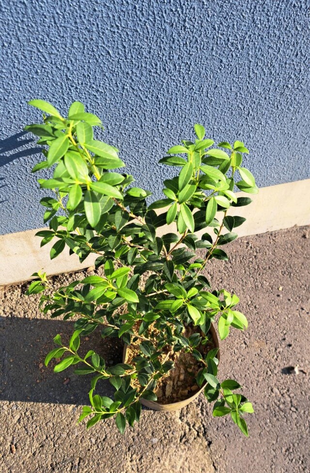 オスマンサス バークウッディ(burkwoodii)