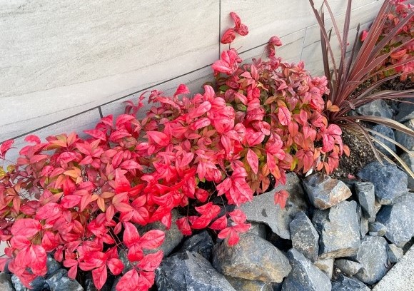 オタフクナンテン　植栽例　植木組合