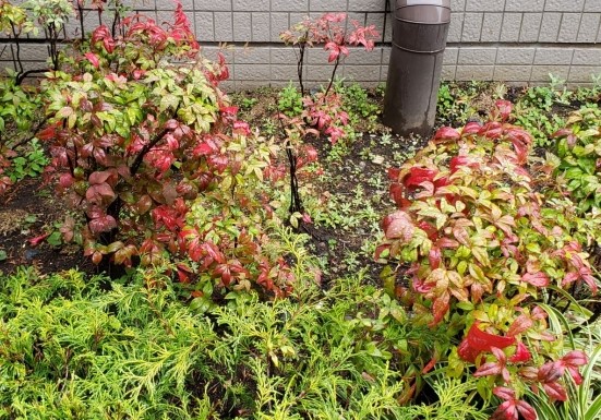 オタフクナンテン　植栽例　植木組合