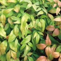 オタフクナンテン　　おたふくなんてん　お多福南天　緑葉　植木組合　夏の姿　葉色