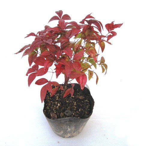 縁起木の商品一覧