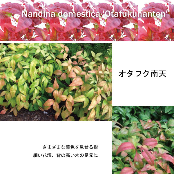オタフクナンテン　植木組合